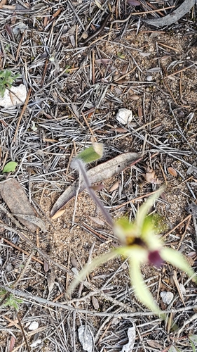 Image of Caladenia stricta by (c) Rosalie Lawrence, some rights reserved (CC BY)