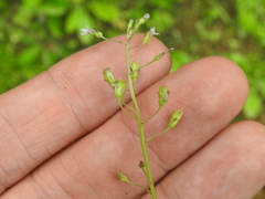 Diastatea