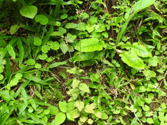Diastatea