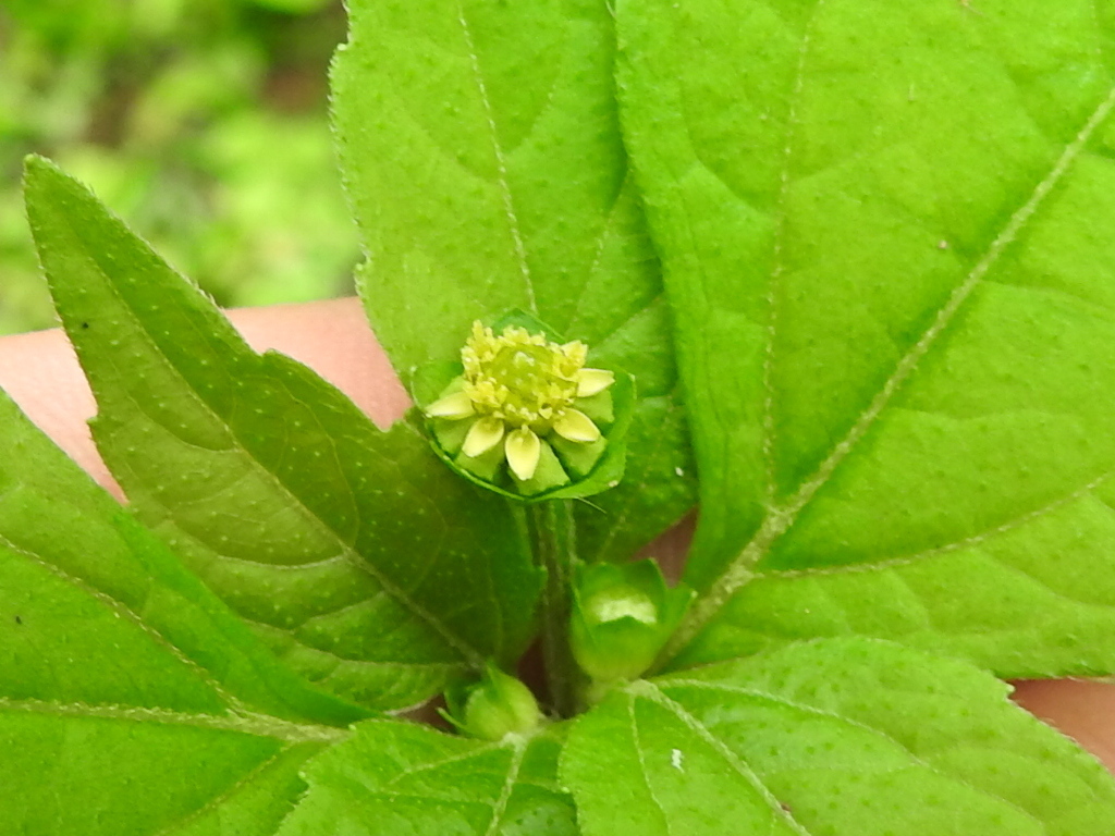 Melampodium costaricense