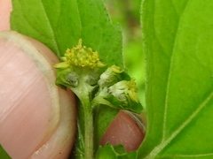 Melampodium costaricense