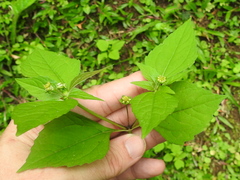 Melampodium costaricense