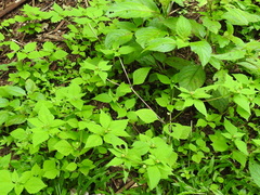 Melampodium costaricense