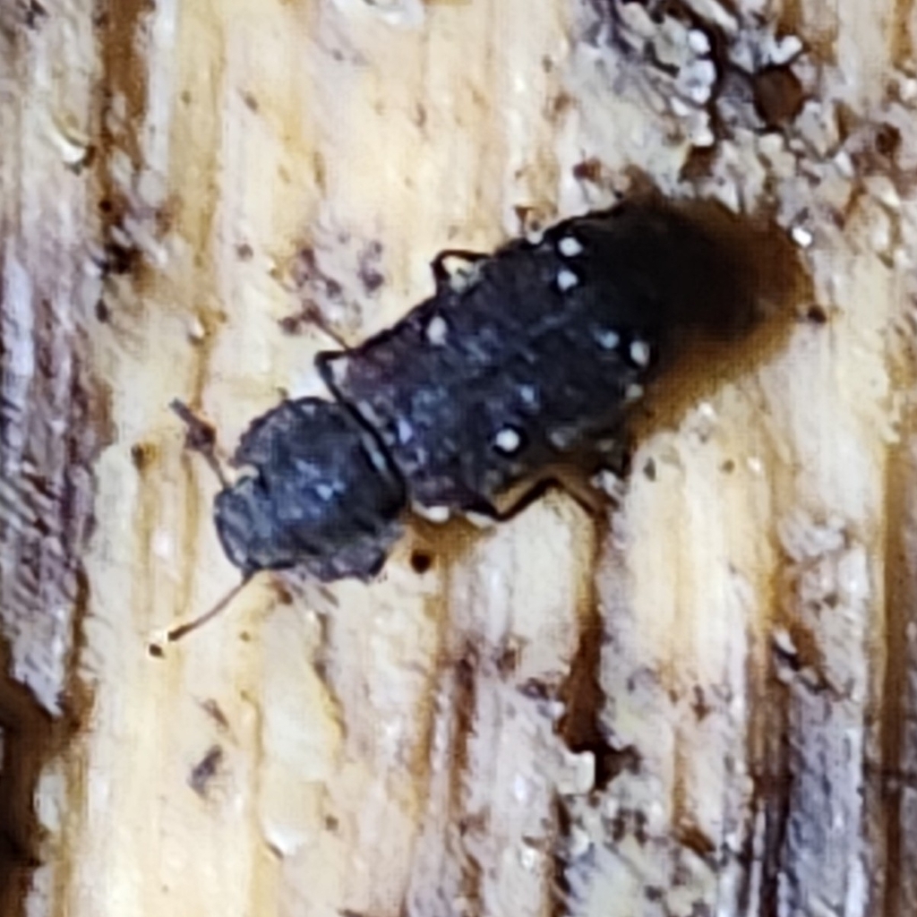 Namunaria pacifica