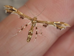 Geina periscelidactylus
