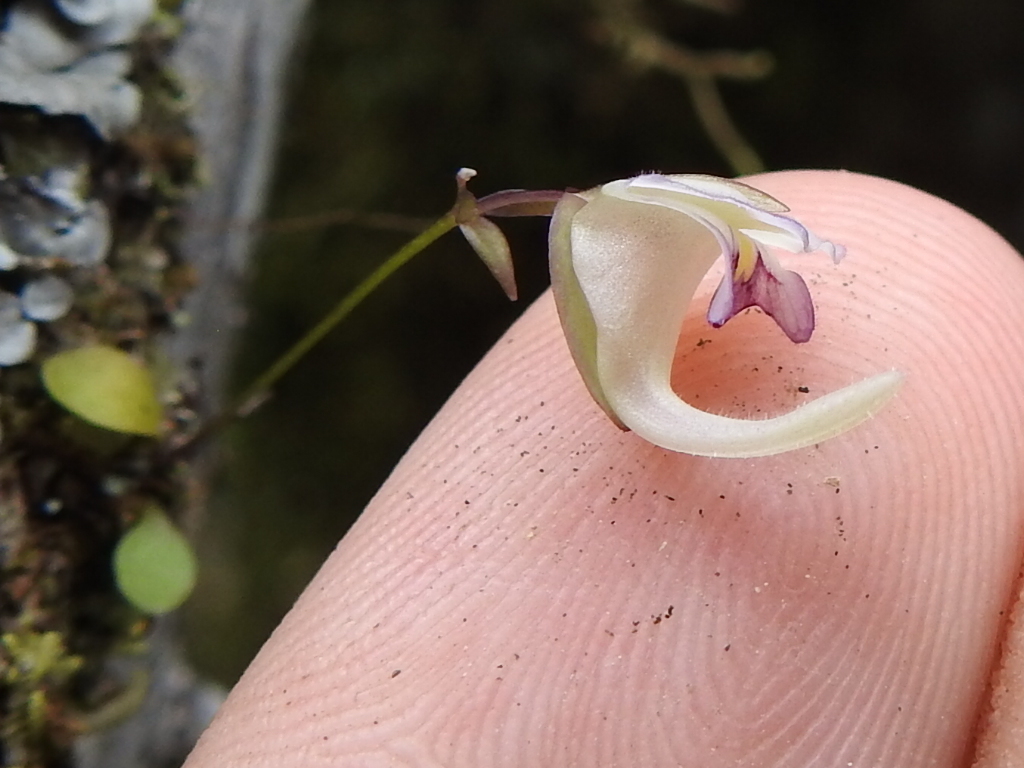 Utricularia jamesoniana Oliv.