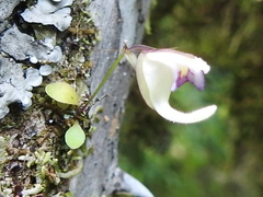 Utricularia jamesoniana