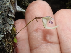 Utricularia jamesoniana