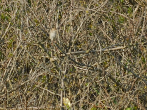 Grey-backed Cisticola (Cisticola subruficapilla), photo 2