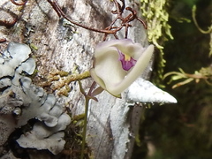 Utricularia jamesoniana