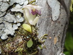 Utricularia jamesoniana