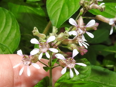 Cuphea racemosa