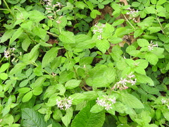 Cuphea racemosa