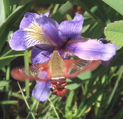 Hemaris gracilis