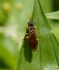 Pamphiliidae