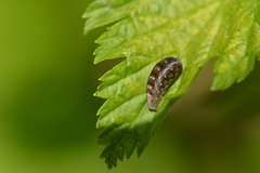 Lapposyrphus