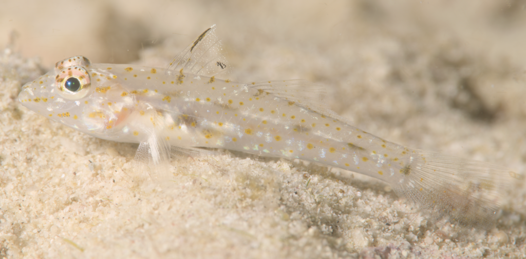 Barenape goby (Fusigobius duospilus) — Gobiidae