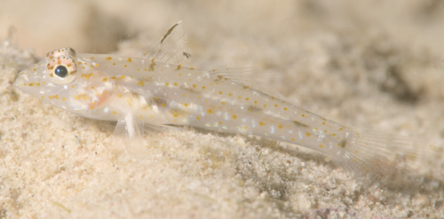 Barenape goby (Fusigobius duospilus) — Gobiidae