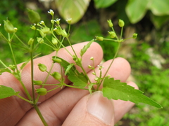 Spananthe paniculata