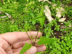 Spananthe paniculata