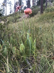 Lilium pardalinum vollmeri