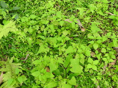Spananthe paniculata