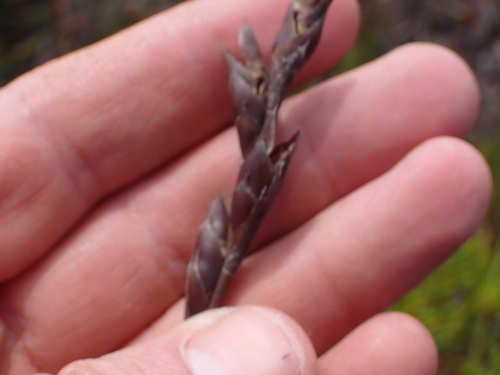 Cannomois parviflora (Cannomois parviflora)