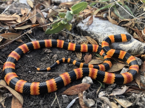 Photo of a Micrurus pachecogili (Micrurus pachecogili)