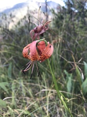 Lilium pardalinum vollmeri