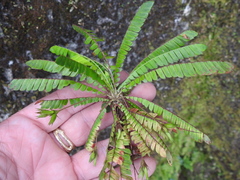 Biophytum dendroides