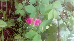 Lathyrus roseus