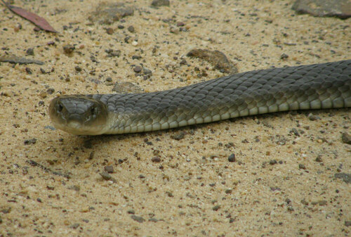 Tiger Snake sighting