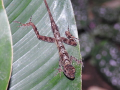 Anolis polylepis