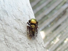 Sassacus
