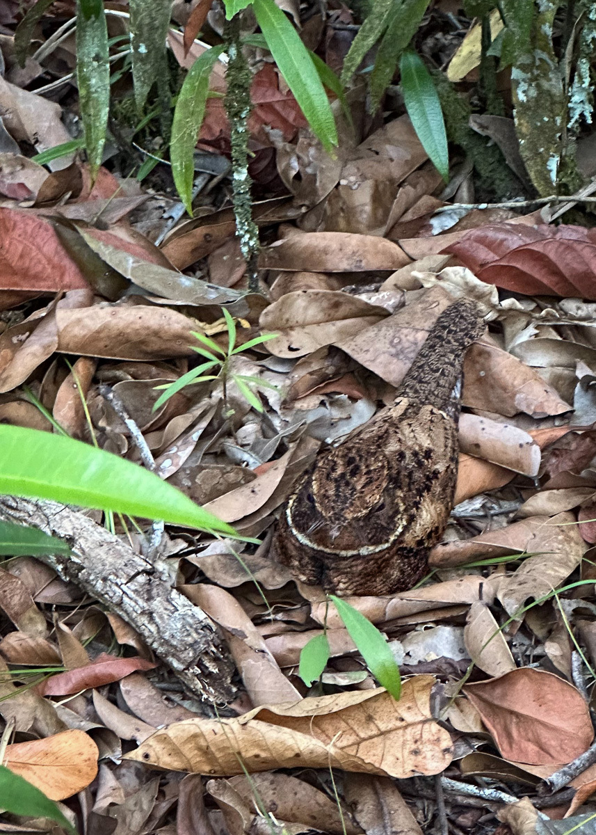 Rufous Nightjar (Antrostomus rufus), photo 6