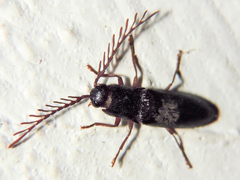 Dicrepidius corvinus