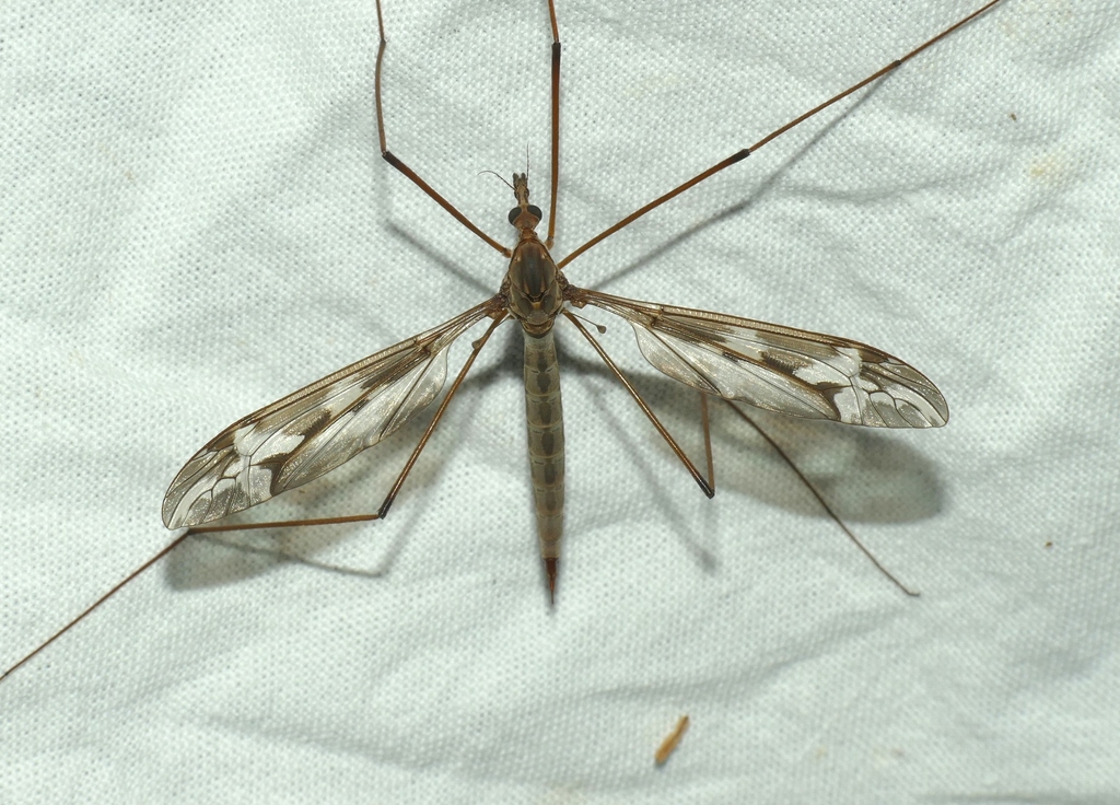 Tipula doriae