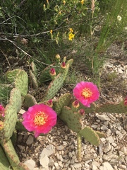 Opuntia aurea