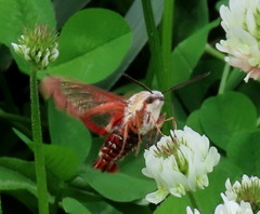 Hemaris gracilis