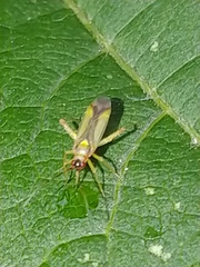 Campyloneura virgula