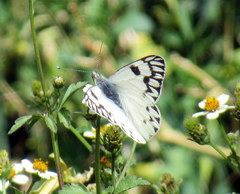 Tatochila autodice blanchardii