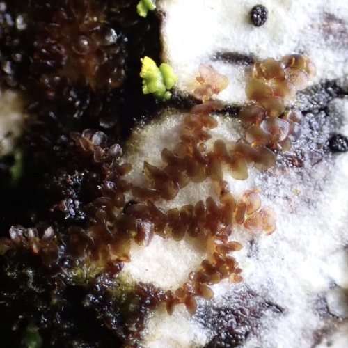 Frullania sandvicensis observed 2024-09-29