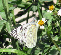 Tatochila autodice blanchardii