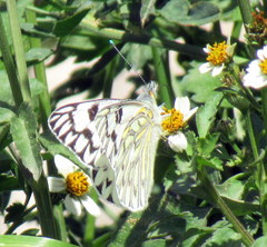 Tatochila autodice blanchardii