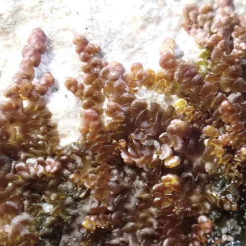 Frullania sandvicensis observed 2024-09-29