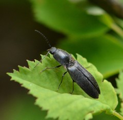 Acteniceromorphus umbricolus