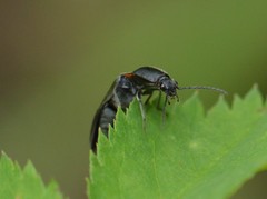 Acteniceromorphus umbricolus