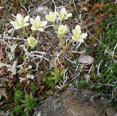 Saxifraga bronchialis funstonii