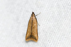 Dichomeris heriguronis