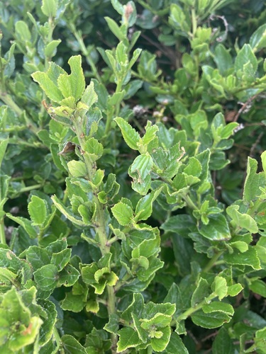 California Lilac (Blue Blossom) foliage